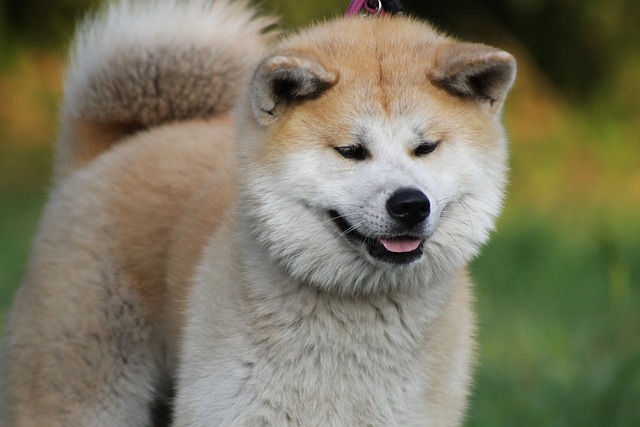 japonské plemeno